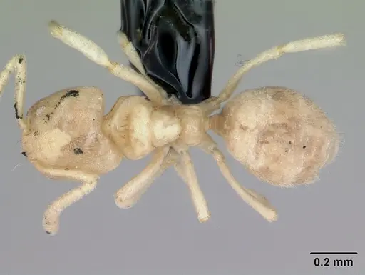 Nebothriomyrmex majeri specimen