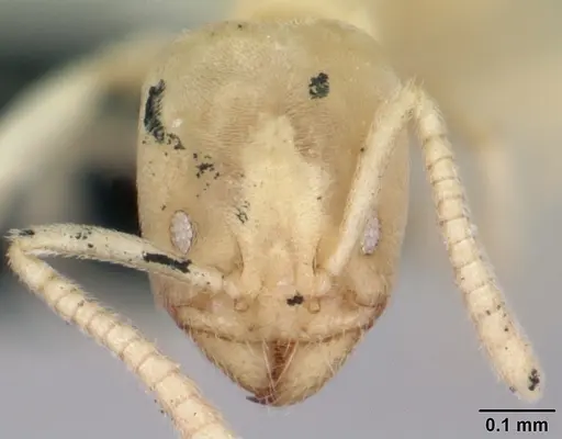 Nebothriomyrmex majeri specimen