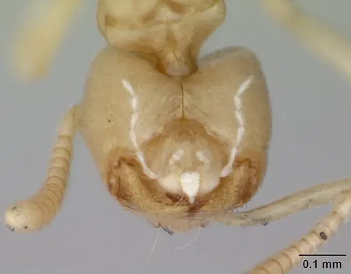 Nebothriomyrmex majeri specimen