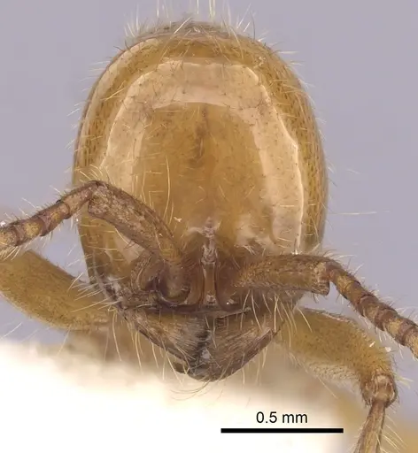 Neivamyrmex adnepos specimen