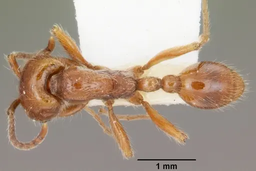 Neivamyrmex agilis specimen