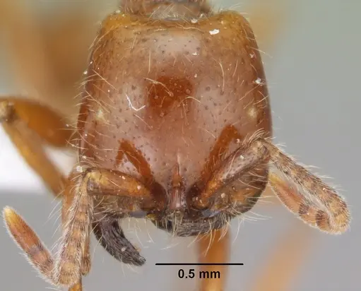 Neivamyrmex agilis specimen