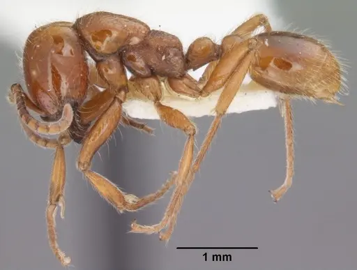 Neivamyrmex agilis specimen