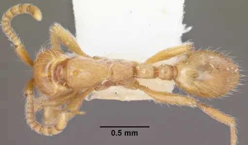 Neivamyrmex agilis - CASENT0102761