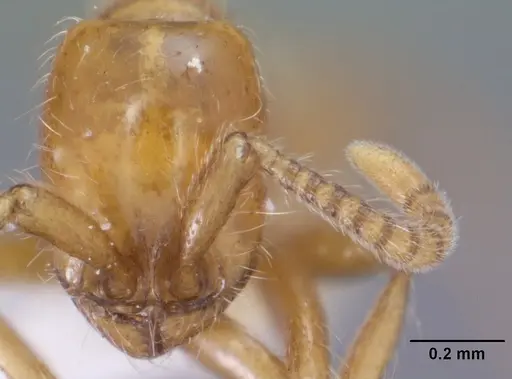 Neivamyrmex agilis - CASENT0102761