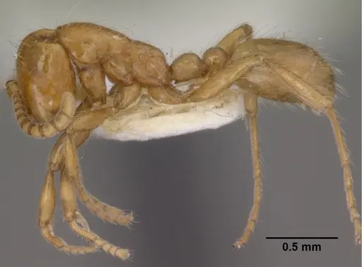 Neivamyrmex agilis - CASENT0102761