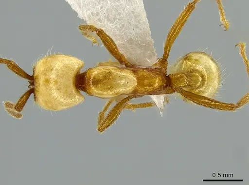 Neivamyrmex albacorpus specimen