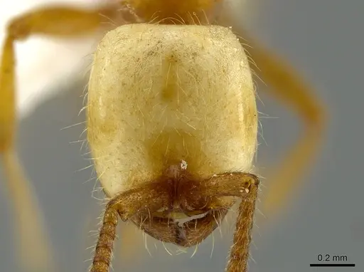 Neivamyrmex albacorpus specimen