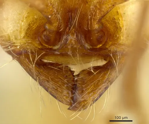 Neivamyrmex albacorpus specimen