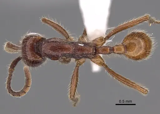 Neivamyrmex alfaroi specimen