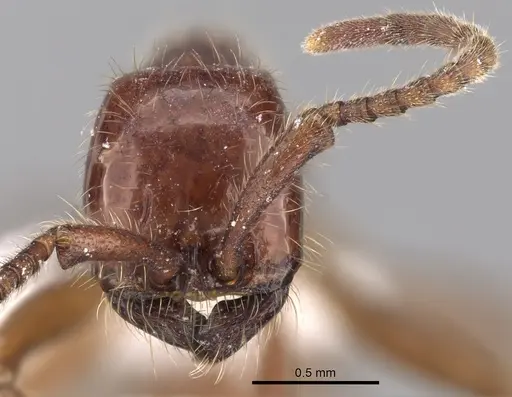 Neivamyrmex alfaroi specimen