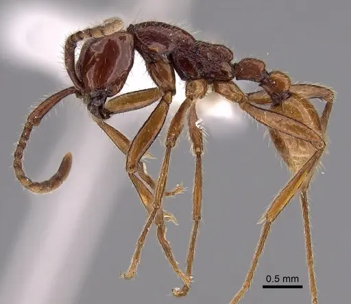 Neivamyrmex alfaroi - CASENT0619176