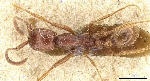 Neivamyrmex alfaroi - CASENT0903727