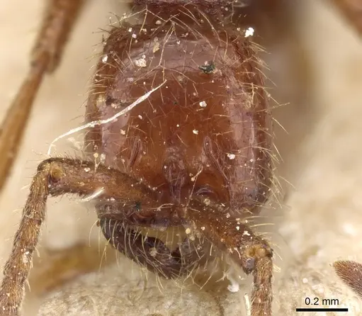 Neivamyrmex alfaroi - CASENT0903727