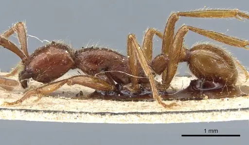 Neivamyrmex alfaroi - CASENT0903727