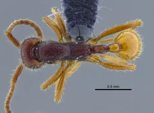 Neivamyrmex alfaroi - CBUMAGENT41917