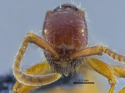 Neivamyrmex alfaroi - CBUMAGENT41917