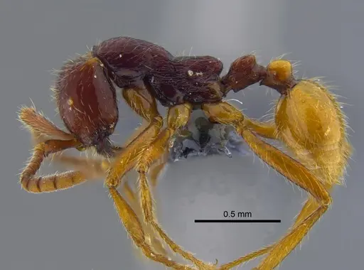 Neivamyrmex alfaroi - CBUMAGENT41917