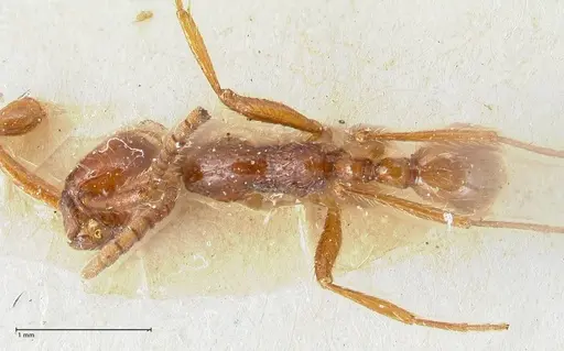 Neivamyrmex alfaroi - FOCOL1133