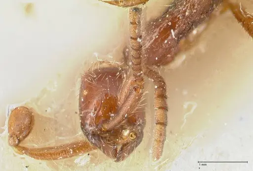 Neivamyrmex alfaroi - FOCOL1133