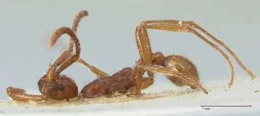 Neivamyrmex alfaroi - FOCOL1133