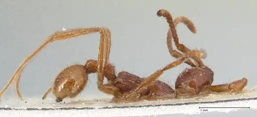 Neivamyrmex alfaroi - FOCOL1133