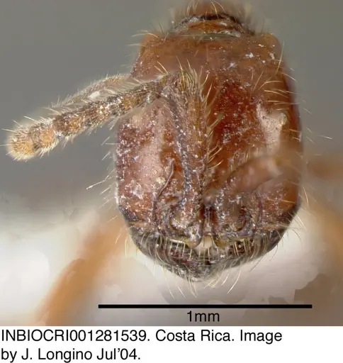 Neivamyrmex alfaroi - INBIOCRI001281539