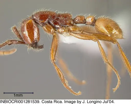 Neivamyrmex alfaroi - INBIOCRI001281539