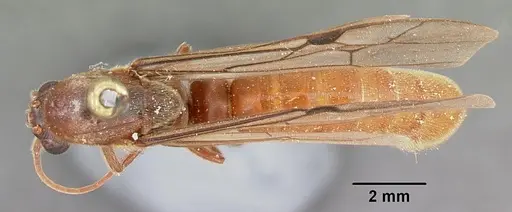 Neivamyrmex andrei specimen