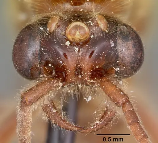 Neivamyrmex andrei specimen