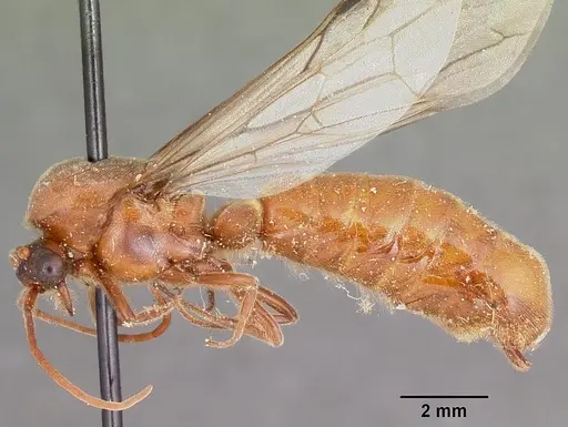 Neivamyrmex andrei specimen