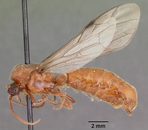 Neivamyrmex andrei - CASENT0104677