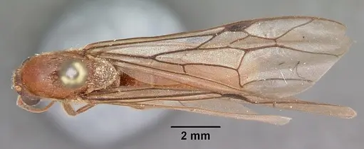 Neivamyrmex andrei - CASENT0104678