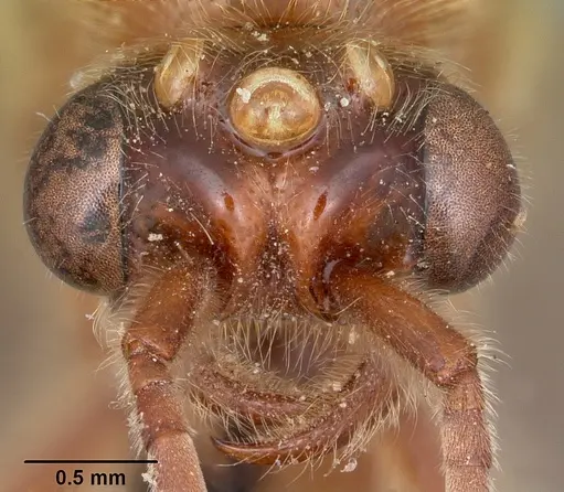 Neivamyrmex andrei - CASENT0104678