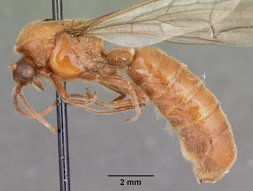 Neivamyrmex andrei - CASENT0104678