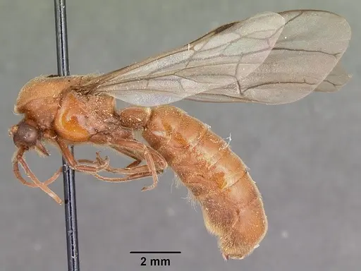 Neivamyrmex andrei - CASENT0104678