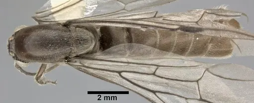 Neivamyrmex andrei - CASENT0246012