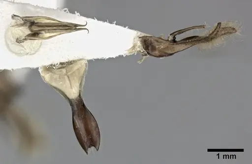 Neivamyrmex andrei - CASENT0246012