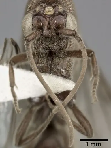 Neivamyrmex andrei - CASENT0246012