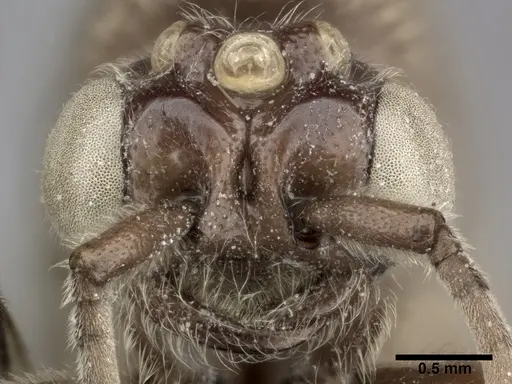 Neivamyrmex andrei - CASENT0246012