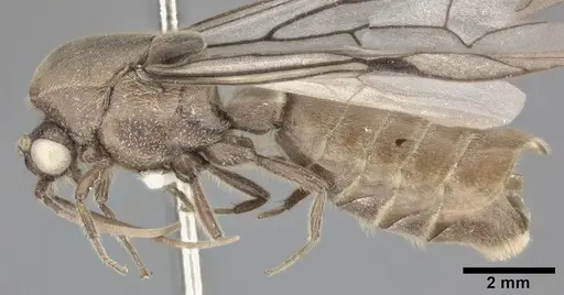 Neivamyrmex andrei - CASENT0246012