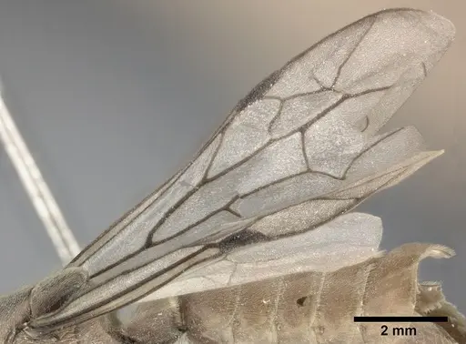 Neivamyrmex andrei - CASENT0246012