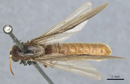 Neivamyrmex andrei - CASENT0903744