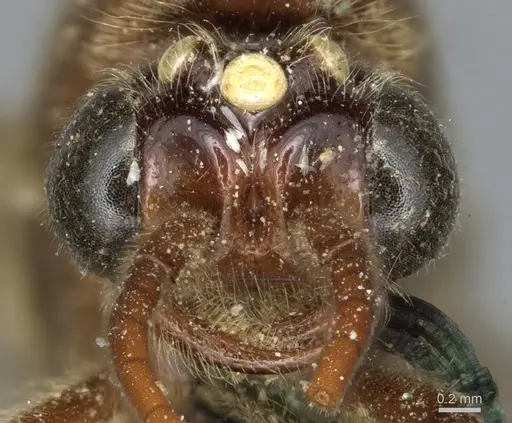 Neivamyrmex andrei - CASENT0903744