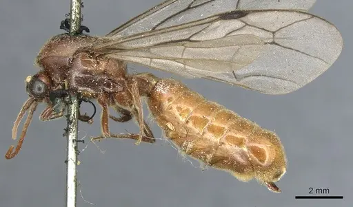 Neivamyrmex andrei - CASENT0903744