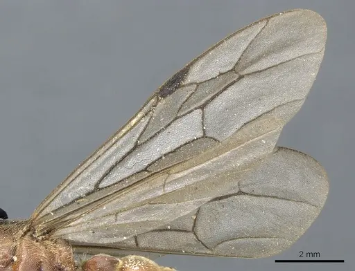 Neivamyrmex andrei - CASENT0903744