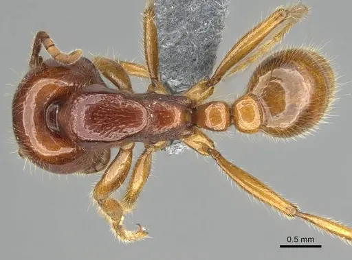 Neivamyrmex antillanus specimen