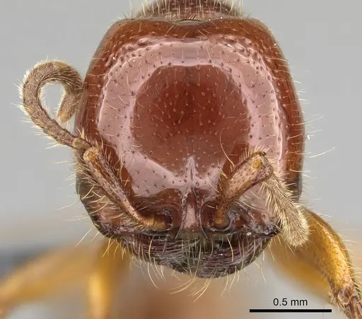 Neivamyrmex antillanus specimen