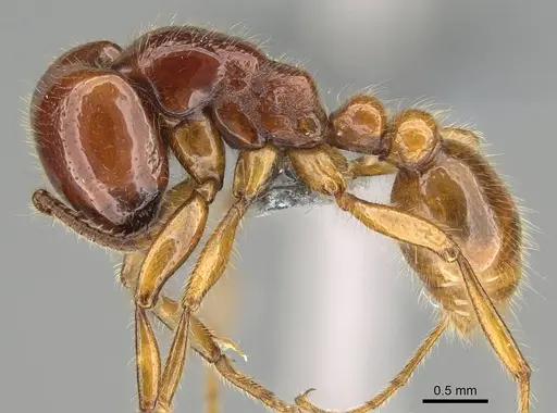 Neivamyrmex antillanus specimen