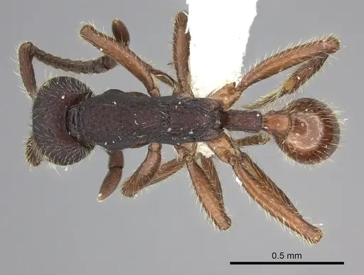 Neivamyrmex asper specimen